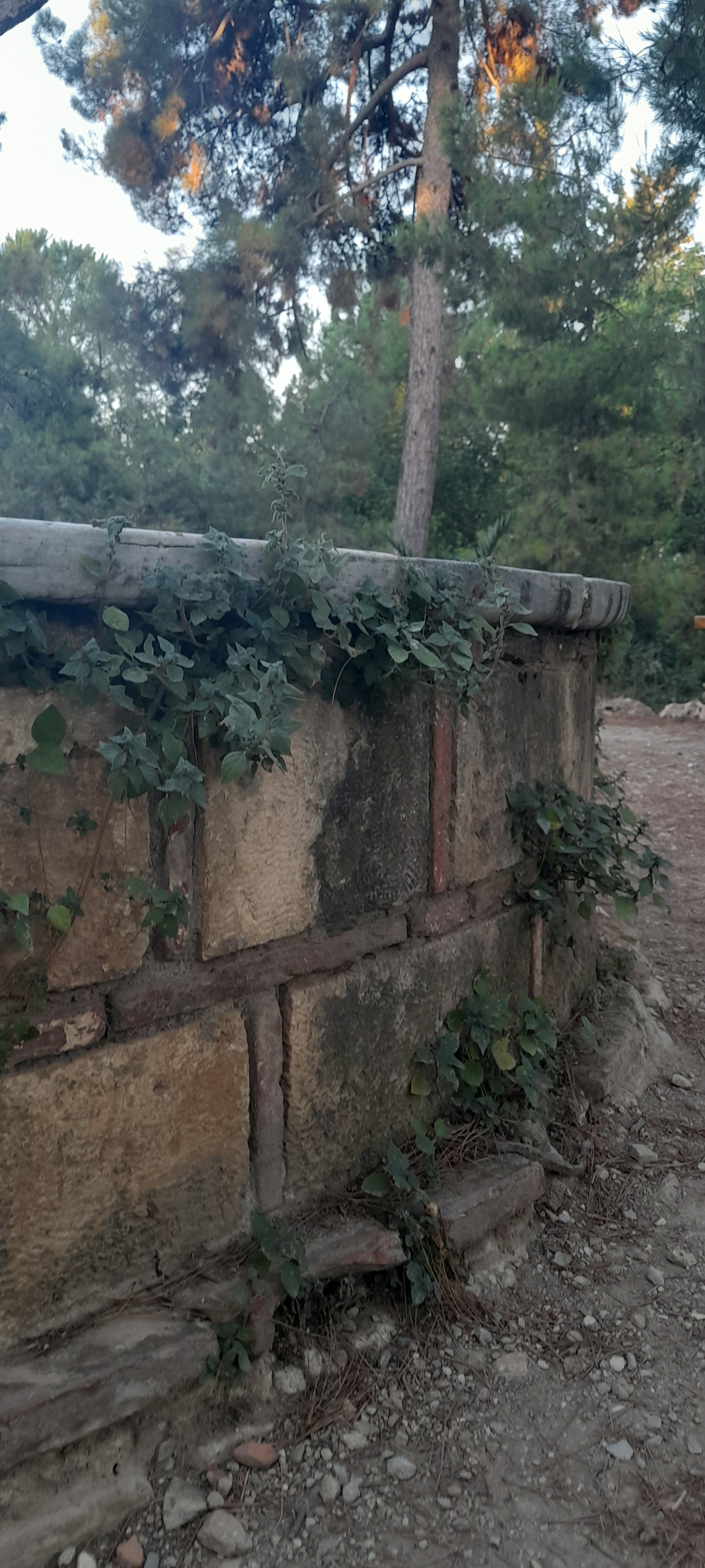 a close up of an aged stone ring with loose mortar, there are vines growing out of the cracks and the background is filled with pine trees